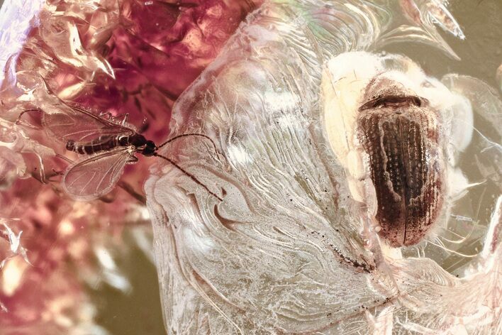 Fossil Beetle (Ptinidae) & Fungus Gnat (Sciaridae) in Baltic Amber #346605